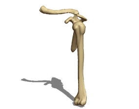3D model Anatomie ramenních kostí