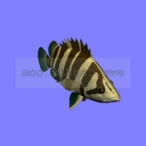 Rainbow Cichlid Fish Animated Rig 3D -malli