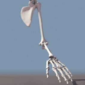 Esqueleto Anatomía de las extremidades superiores modelo 3d