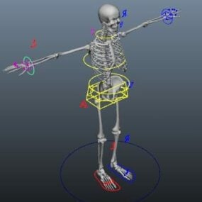 解剖学スケルトンリギング3Dモデル