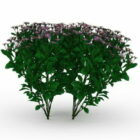 Garden Small Herb Purple Flowers