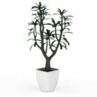 Indoor Garden Small Potted Plant