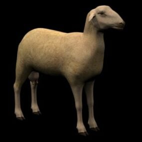 Model 3d Kewan Domba Spanyol Ovis Aries