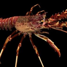 สัตว์ Spiny Lobster โมเดล 3 มิติ