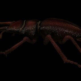 Animal Stag Beetle 3d model