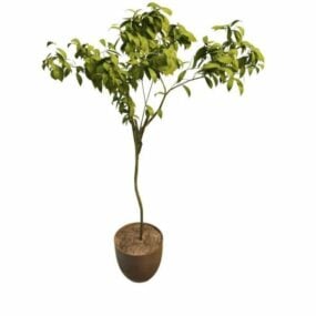 Sweet Bay Plant Tree Pot 3d model