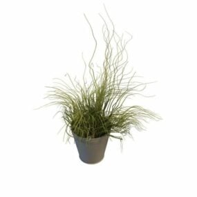 Tall Grass Plants In Pot 3d model