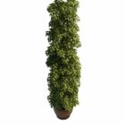 Outdoor Tall Potted Plant