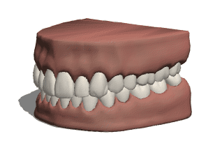 Anatomia dos dentes gengivas Modelo 3d