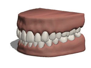 Anatomy Teeth Gums