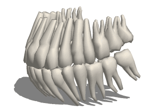 解剖学の歯の根の3Dモデル