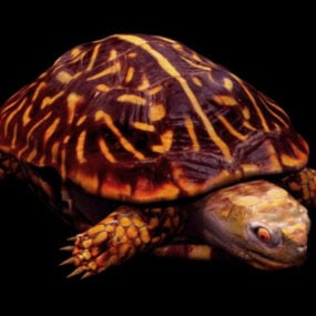 Mô hình 3d rùa Terrapene Ornata động vật