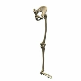 Anatomía Esqueleto De La Extremidad Inferior Modelo 3d