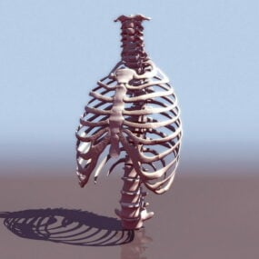 Model 3d Anatomi Tulang Toraks Manusia