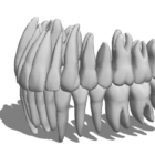 Anatomy Tooth Root Resorption