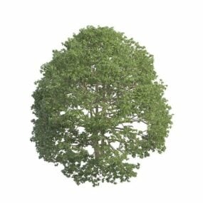 Topiary Karłowate drzewo ogrodowe Model 3D