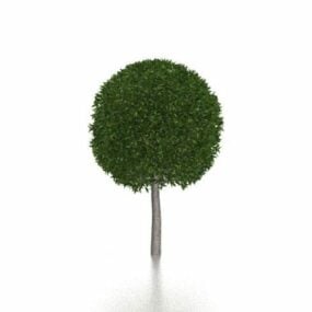 Garden Topiary Tree 3d model