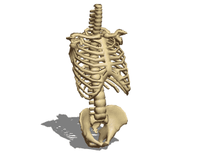 Anatomie de la structure osseuse du torse humain modèle 3D