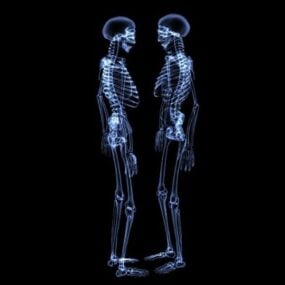 3д модель анатомического прозрачного скелета человека