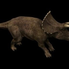 Model 3d Kewan Triceratops Prorsus
