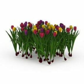 گل لاله باغی مدل سه بعدی گل