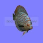 Animal Turquoise Discus Fish
