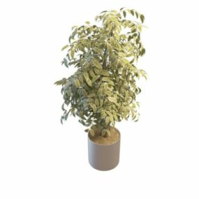 Variegated Leaf Indoor Plant 3d model