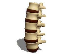 解剖学脊椎腰椎3Dモデル