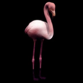 Wild Wading Bird Flamingo 3d model