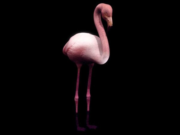 Wilde waadvogel Flamingo