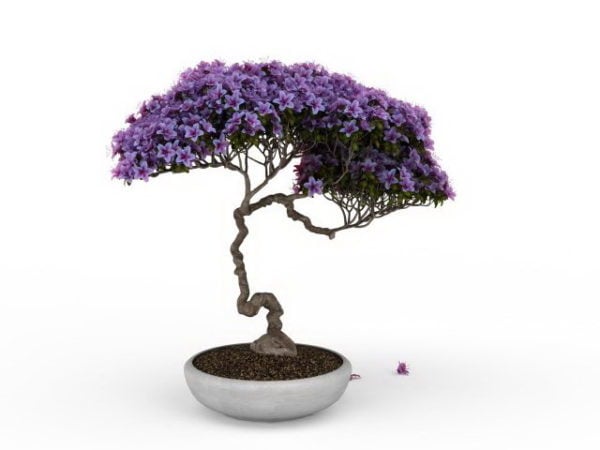紫藤盆景树植物