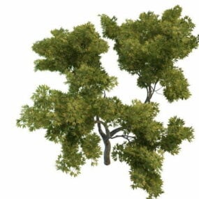 مدل سه بعدی درخت بلوط جوان در فضای باز