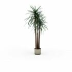 Indoor Yucca Gigantea Plant