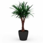 Yucca Gloriosa Plant In Pot