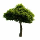 Ornamental Tree For Landscaping