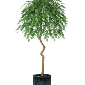 Modello 3d di pianta in vaso nera