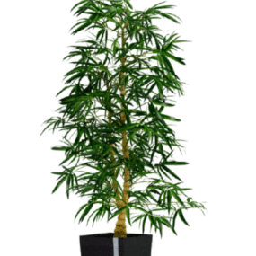 盆栽树叶植物3d模型