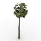 Beauty Palm Tree