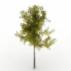شجرة الأوراق الخضراء