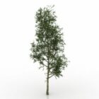 Tree Poplar Plant