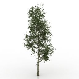 Tree Poplar Plant 3d model