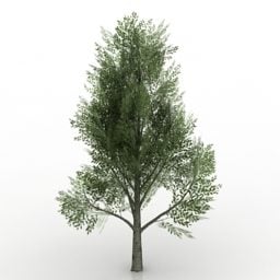 Pine Tree Plant 3d model