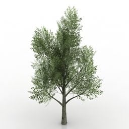 Green Mountain Pine Tree דגם תלת מימד