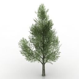 Western Pine Tree 3d model