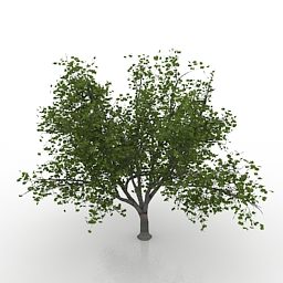 โมเดล 3 มิติของต้นเมเปิลแคระประดับ