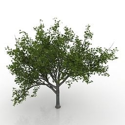 Koristeellinen Dwarf Maple Tree 3D-malli