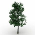 Chestnut Plant Tree