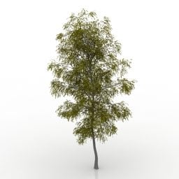 Lowpoly Plant Birch 3d model