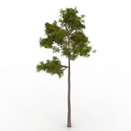Lowpoly Model 3d Pohon Pinus Hijau