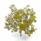 Pokok Maple V1